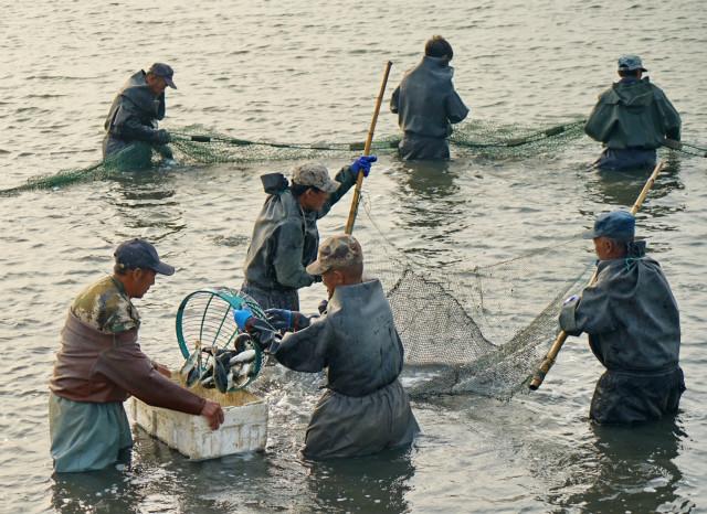 2020年10月17日,河北省滦南县一家水产养殖企业的工人在捕捞河豚.