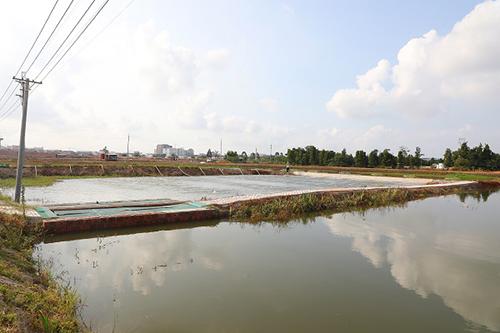 珠三角百万亩池塘暨全省水产养殖业转型升级现场会召开